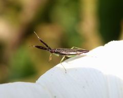 Breitfühler-Weichwanze (Heterotoma planicornis) auf Zaunwinde