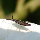 Breitfühler-Weichwanze (Heterotoma planicornis) auf Zaunwinde