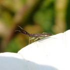 Breitfühler-Weichwanze (Heterotoma planicornis) auf Zaunwinde