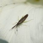 Breitfühler-Weichwanze (Heterotoma planicornis) auf Zaunwinde