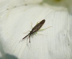 Breitfühler-Weichwanze (Heterotoma planicornis) auf Zaunwinde