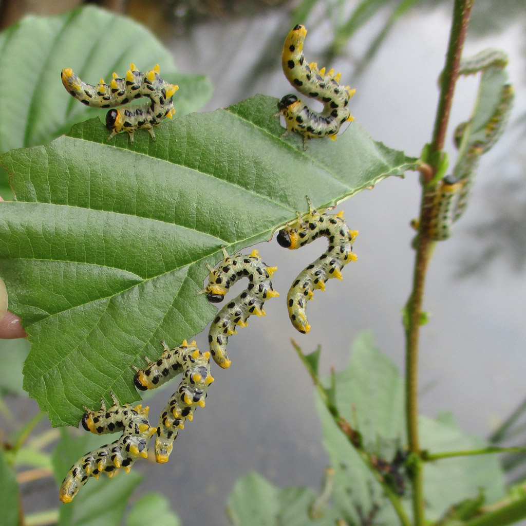  Breitfüßige Birkenblattwespe- Craesus septentrionalis