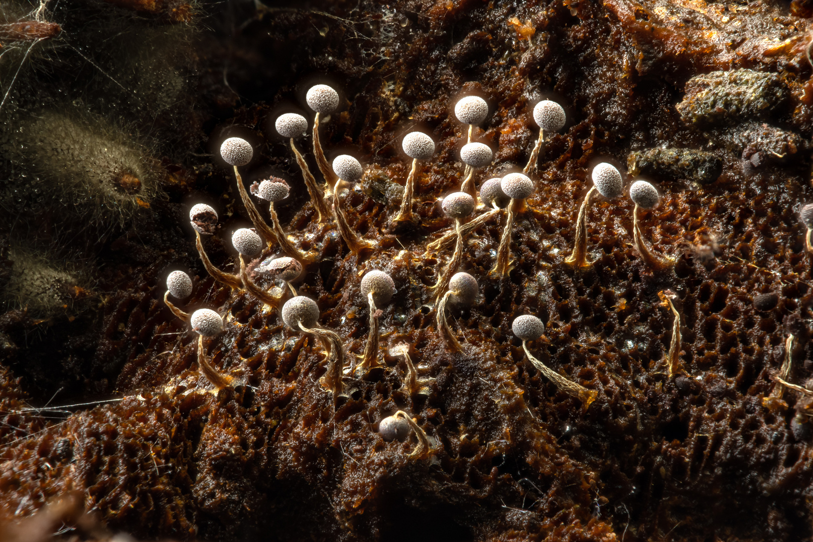 Breitfuß-Stielkügelchen (Physarum nutans)