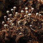 Breitfuß-Stielkügelchen (Physarum nutans)