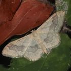 Breitgebänderter Staudenspanner (Idaea aversata)