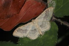 Breitgebänderter Staudenspanner (Idaea aversata)