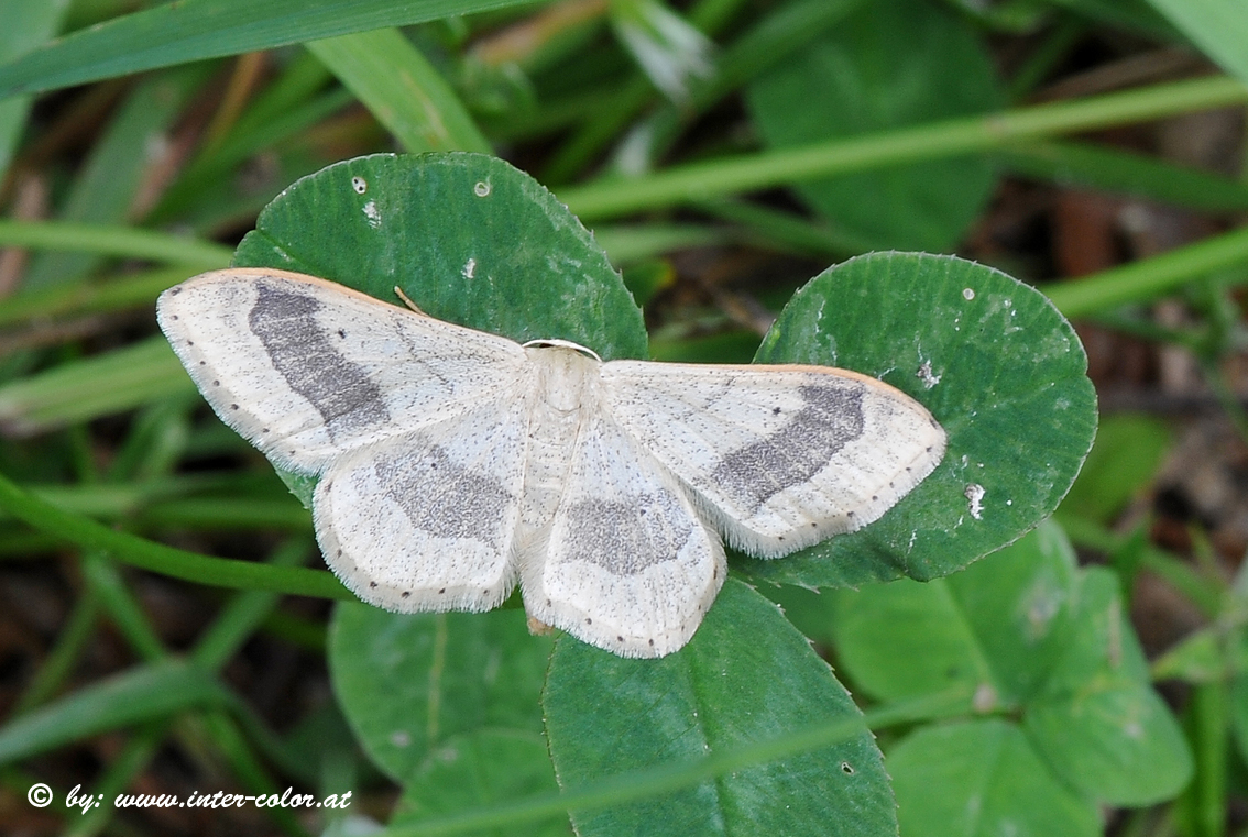 Breitgebänderter Staudenspanner, Idaea aversata