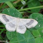 Breitgebänderter Staudenspanner, Idaea aversata