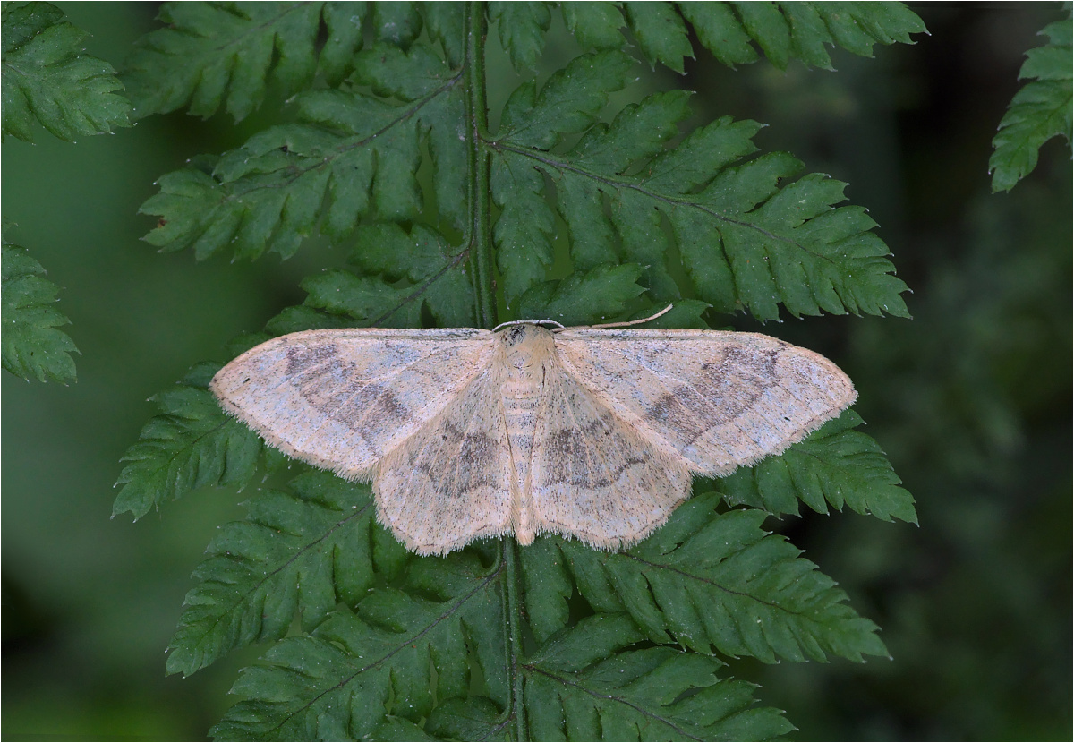 Breitgebänderter Staudenspanner (Idaea aversata)