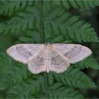 Breitgebänderter Staudenspanner (Idaea aversata)