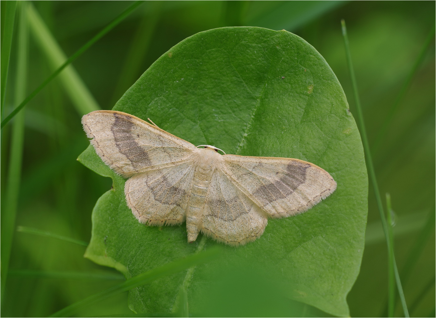 Breitgebänderter Staudenspanner (Idaea aversata)