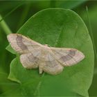 Breitgebänderter Staudenspanner (Idaea aversata)