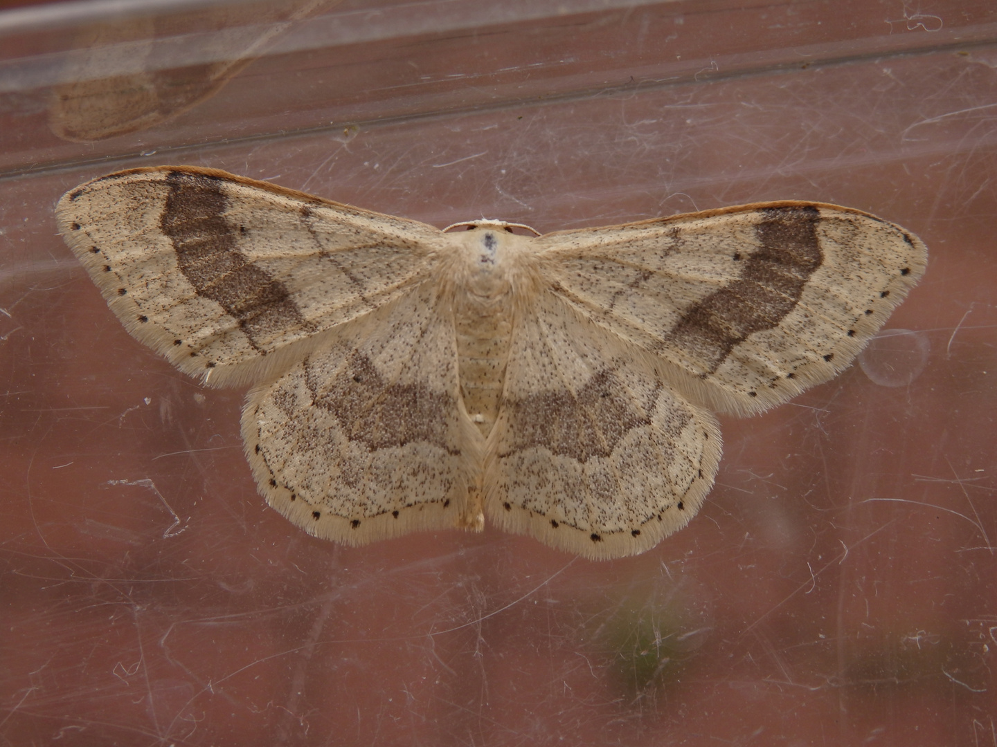 Breitgebänderter Staudenspanner (Idaea aversata)