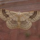 Breitgebänderter Staudenspanner (Idaea aversata)