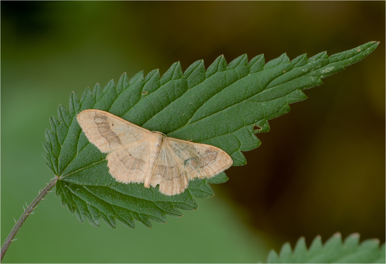 Breitgebänderter Staudenspanner (Idaea aversata)