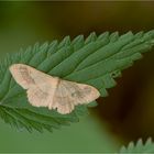 Breitgebänderter Staudenspanner (Idaea aversata)