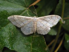 Breitgebänderter Staudenspanner (Idaea aversata f. remutata) 