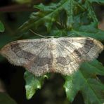 Breitgebänderter Staudenspanner (Idaea aversata)