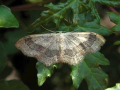 Breitgebänderter Staudenspanner (Idaea aversata)