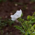 Breithorniger Stachelmohn (Argemone platyceras)...