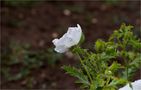 Breithorniger Stachelmohn (Argemone platyceras)... von Thomas Ripplinger 