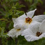 Breithorniger Stachelmohn (Argemone platyceras)..