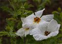 Breithorniger Stachelmohn (Argemone platyceras).. von Thomas Ripplinger 