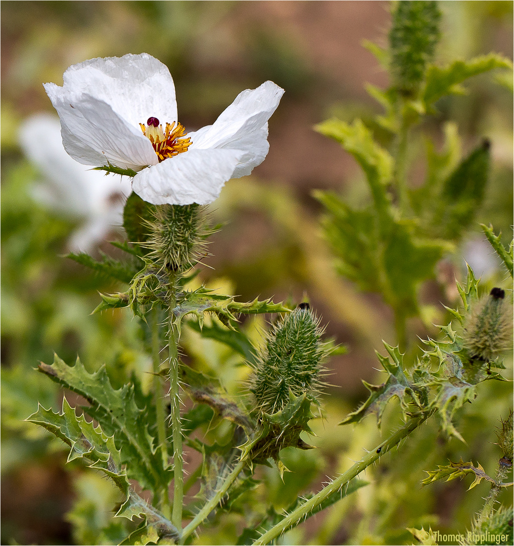 Breithorniger Stachelmohn (Argemone platyceras). Foto & Bild pflanzen