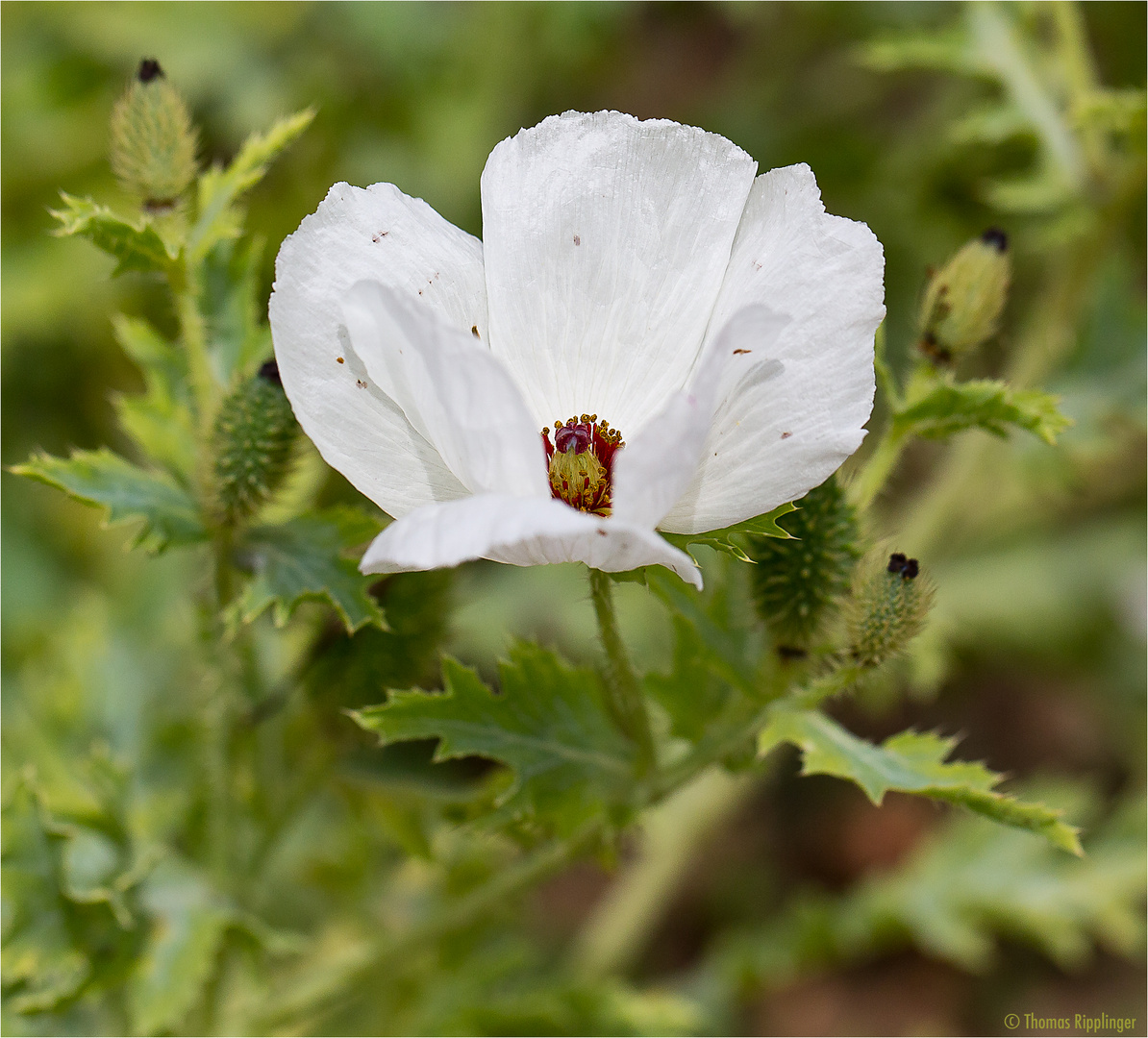 Breithorniger Stachelmohn (Argemone platyceras)