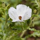 Breithorniger Stachelmohn (Argemone platyceras)