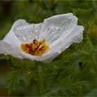 Breithorniger Stachelmohn (Argemone platyceras)