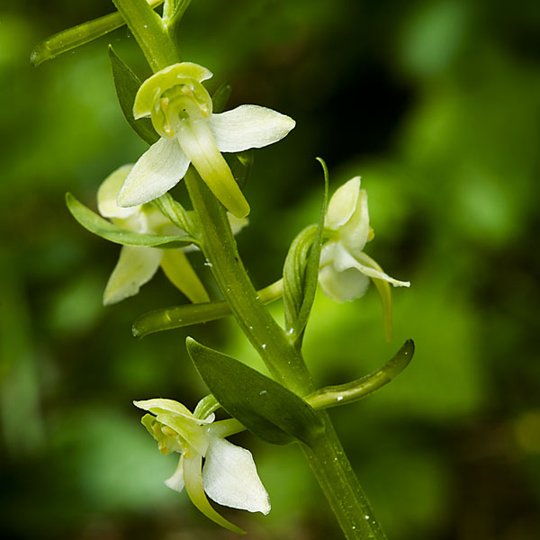 Breitkölbchen oder Waldhyazinthe 1