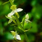 Breitkölbchen oder Waldhyazinthe 1