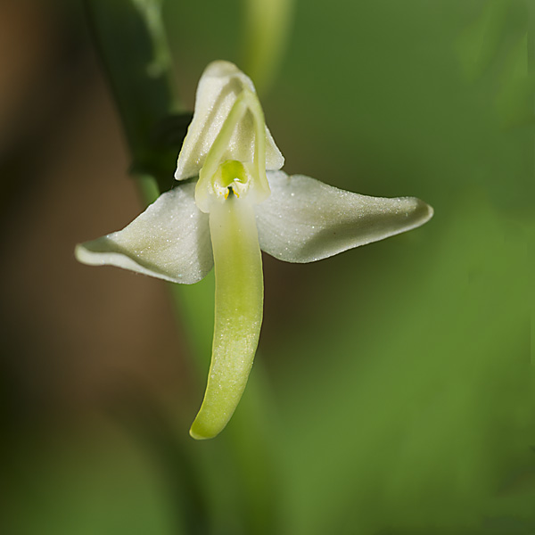 Breitkölbchen oder Waldhyazinthe 2