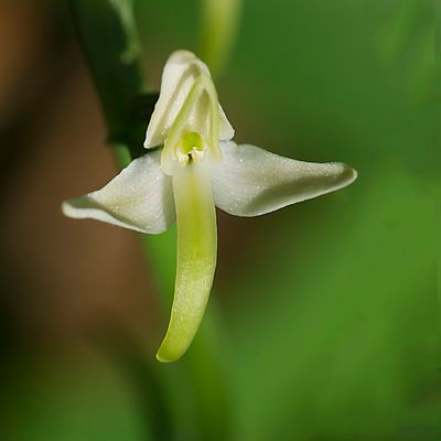 Breitkölbchen oder Waldhyazinthe 2