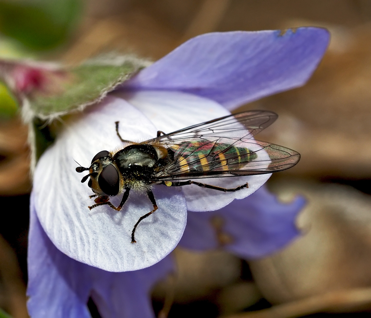 Breitkopf-Frühlingsschwebfliege (Melangyna labiatarum) auf Leberblümchen! *