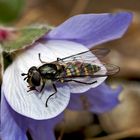 Breitkopf-Frühlingsschwebfliege (Melangyna labiatarum) auf Leberblümchen! *