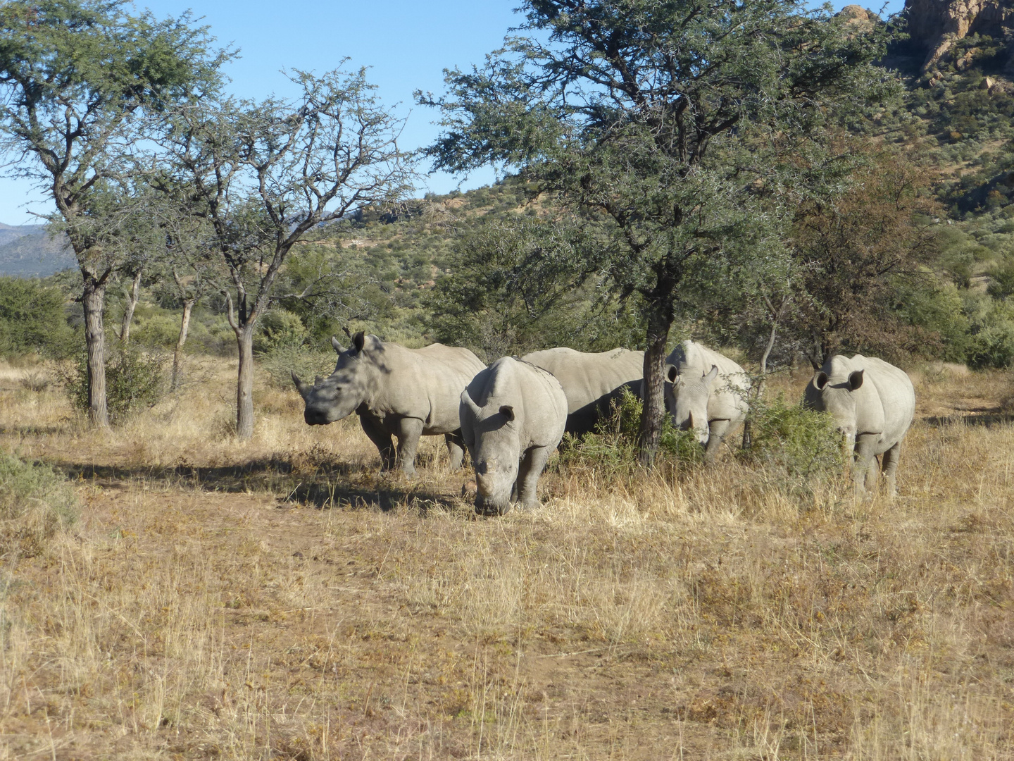 Breitmaul-Nashörner in GocheGanas/Namibia