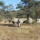 Breitmaul-Nashörner in GocheGanas/Namibia