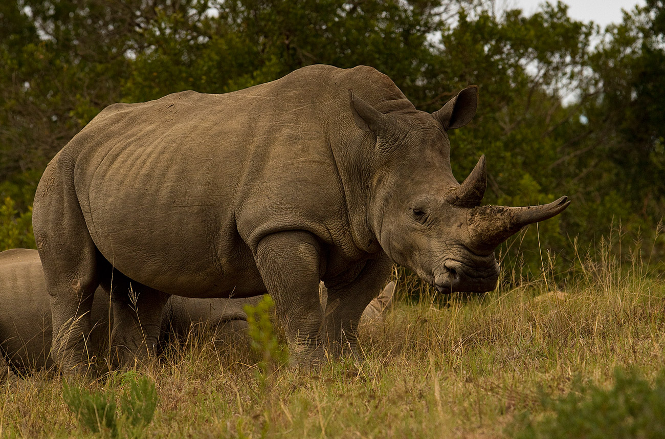 Breitmaul Nashorn