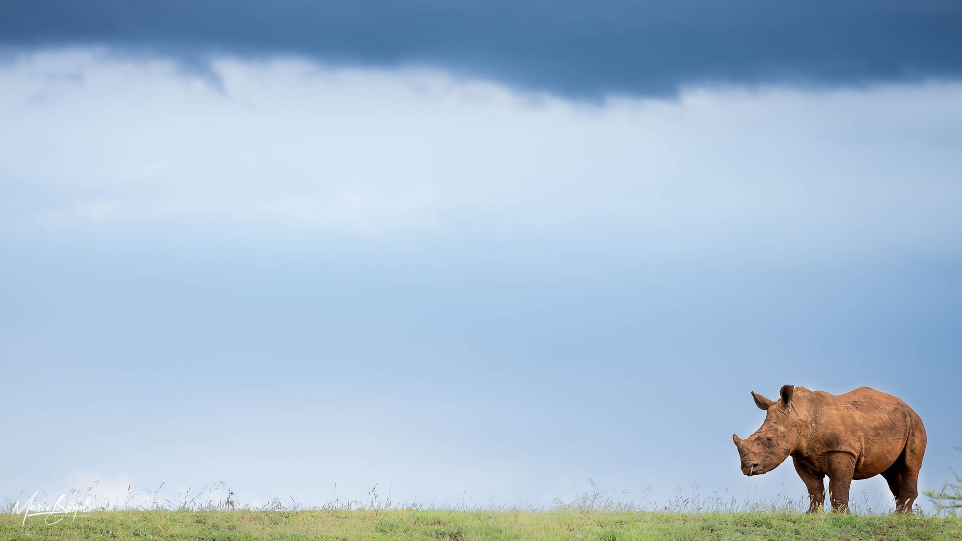 Breitmaul Nashorn in KwaZulu-Natal Südafrika