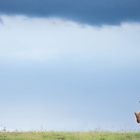 Breitmaul Nashorn in KwaZulu-Natal Südafrika