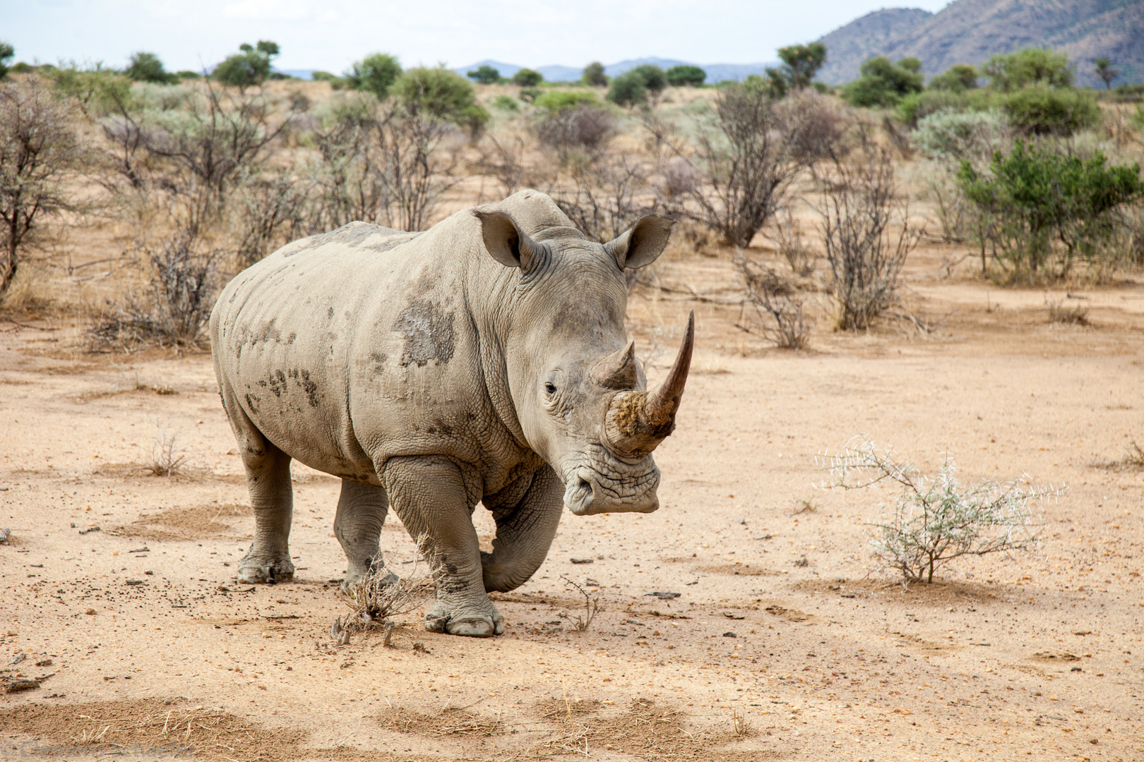 Breitmaul Nashorn in Namibia