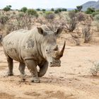 Breitmaul Nashorn in Namibia