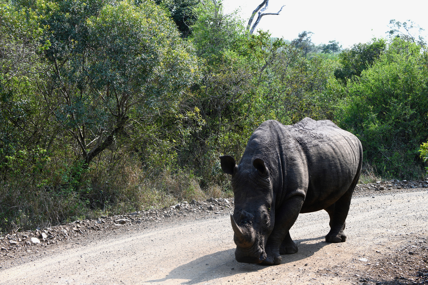 Breitmaul-Nashorn in Südafrika (Oktober 2022)