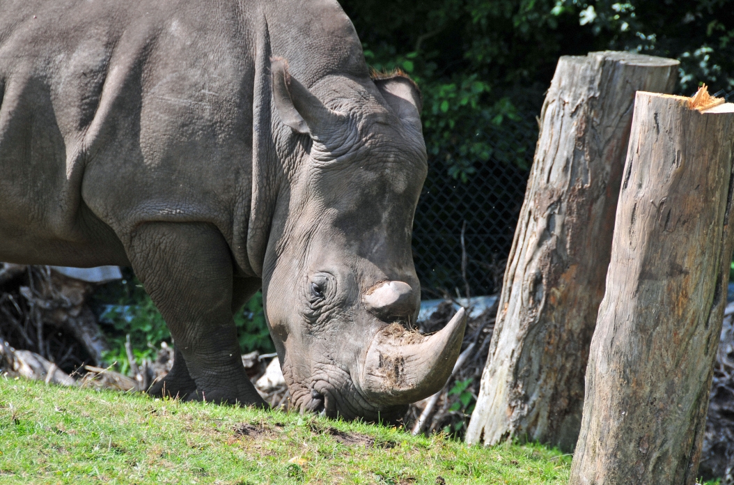 Breitmaul Nashorn - oder White Rhino