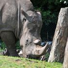 Breitmaul Nashorn - oder White Rhino