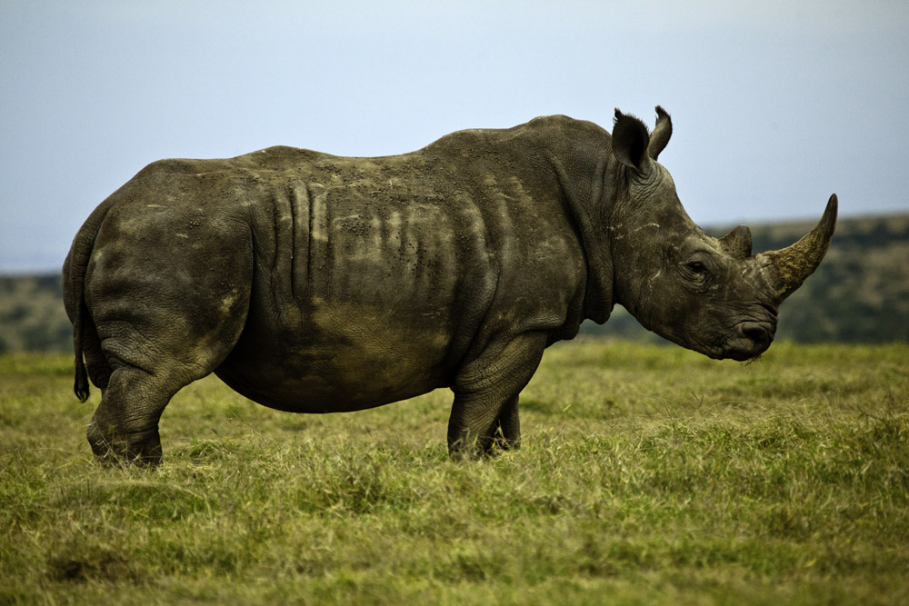 Breitmaulashorn