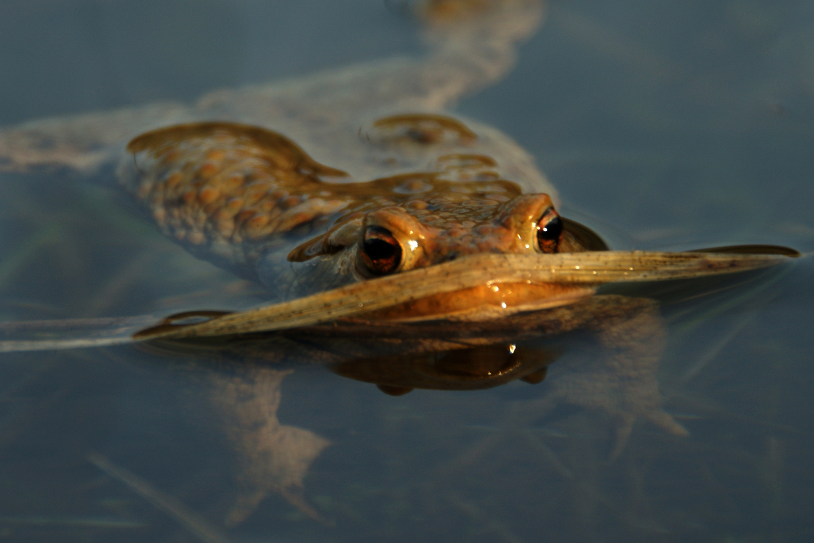 Breitmaulfrosch!