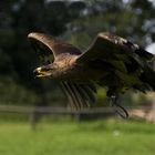 breitmaulfrosch im anflug